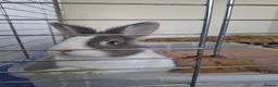 Dutch rabbits for sale: Female Rabbit  in Burton-on-Trent - Advert 1