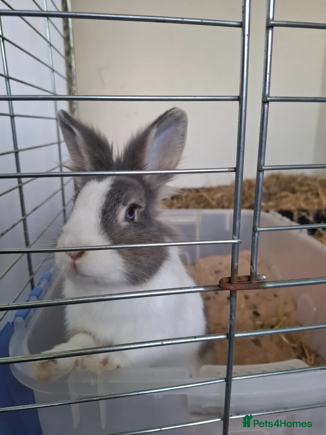 Dutch rabbits for sale: Female Rabbit  in Burton-on-Trent - Advert 1