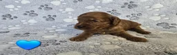 Cavapoo dogs for sale: 8 gorgeous F2B Toy cavapoo puppies. 4 boys 4 girls in Rhyl - Advert 4