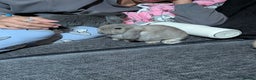 Mini Lop rabbits for sale: Baby mini lops ready for their forever homes - Advert 2