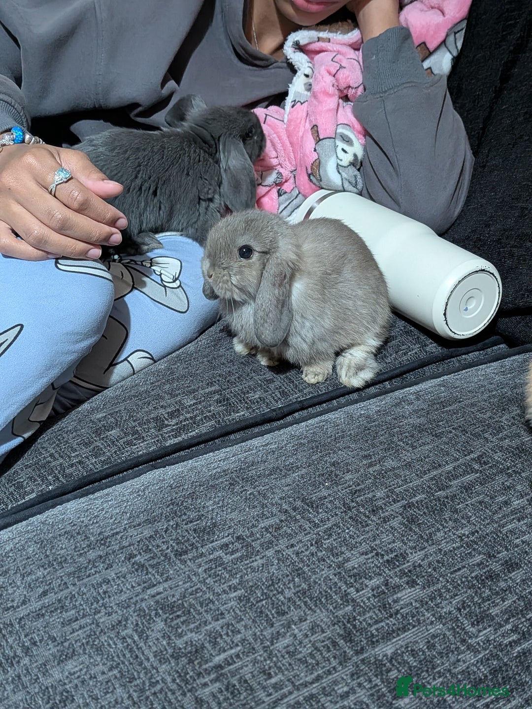 Mini Lop rabbits for sale: Baby mini lops ready for their forever homes - Advert 2