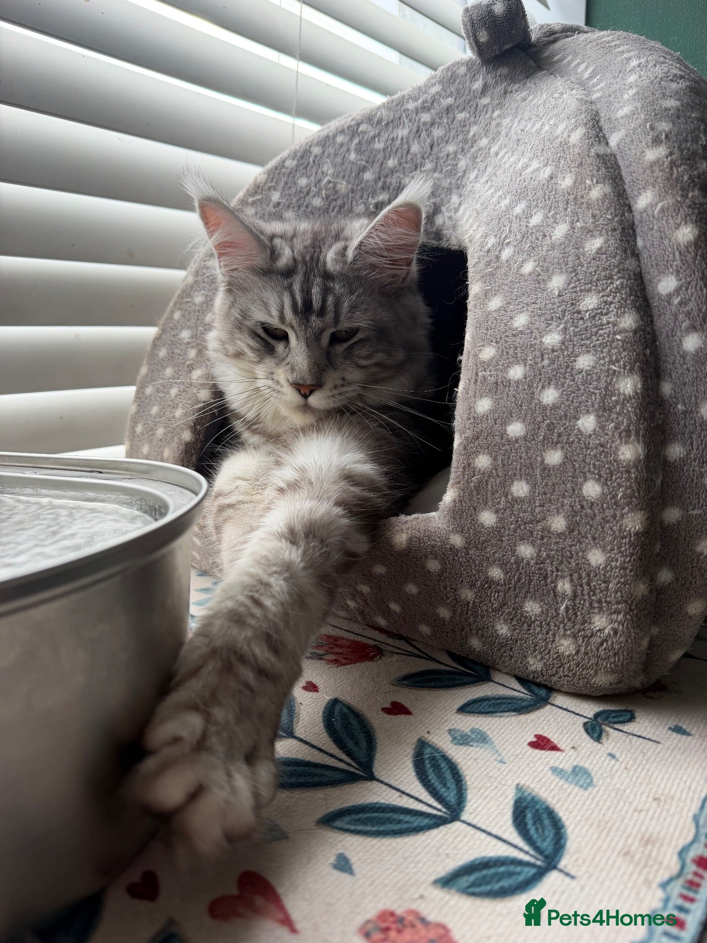 Maine Coon cats Stunning young TICA reg Maine Coon female - Advert 9