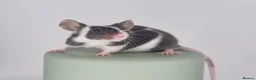 Mouse rodents for sale: Fancy Mice 🐭 - Advert 10