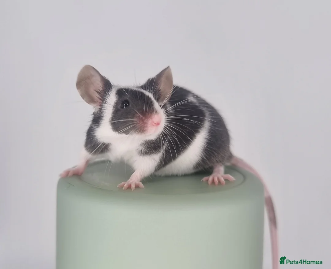 Mouse rodents for sale: Fancy Mice 🐭 - Advert 10