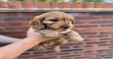 Cockapoo dogs - Advert 3