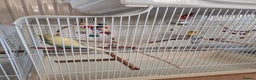 Canaries birds for sale: Lovely Cannary and budgie for sale - Advert 5