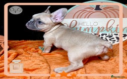 French Bulldog dogs for sale: Hello Pumpkin KC Frenchie Bulldogs A* Ready Soon! - Image 19