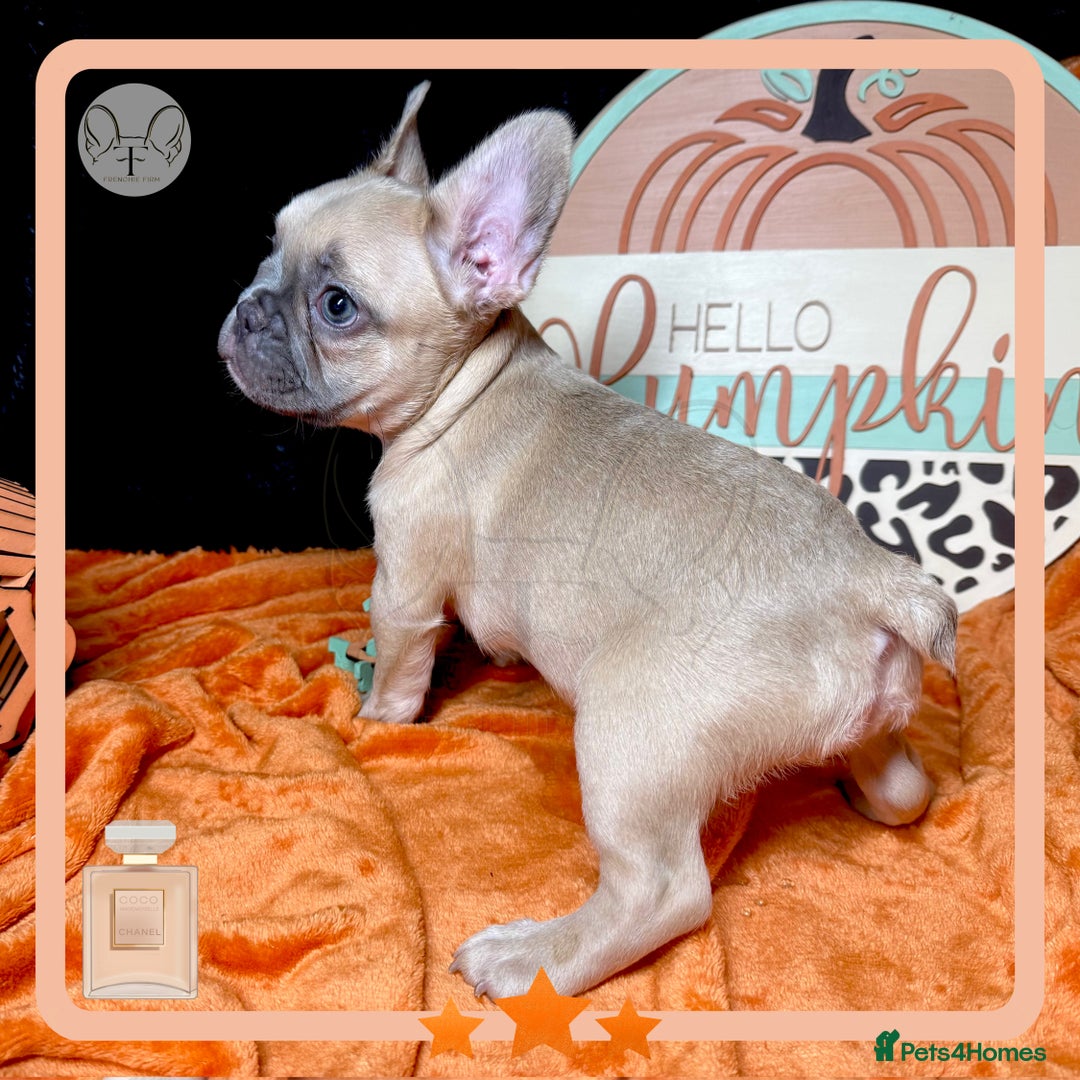 French Bulldog dogs for sale: Hello Pumpkin KC Frenchie Bulldogs A* Ready Soon! - Image 19