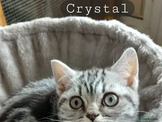 British Shorthair cats Bsh.Tabby kittens.Only girls left.GCCF. - Advert 12