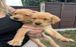 Labrador Retriever dogs for sale: Labrador puppies for sale - Image 6