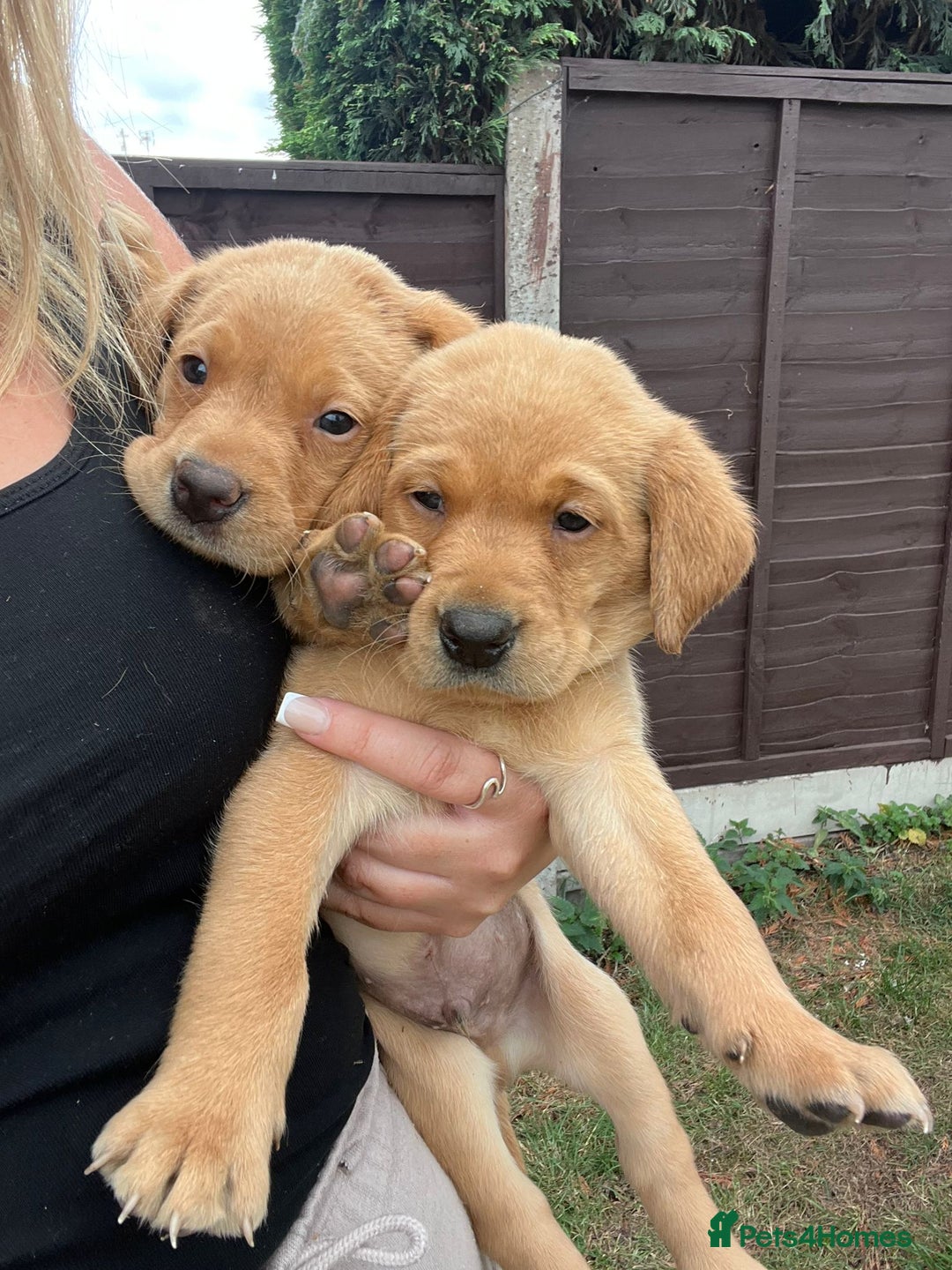 Labrador Retriever dogs for sale: Labrador puppies for sale - Image 6