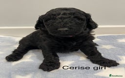 Cockapoo dogs for sale: Stunning F2 Cockapoo puppies fully DNA tested  - Image 20