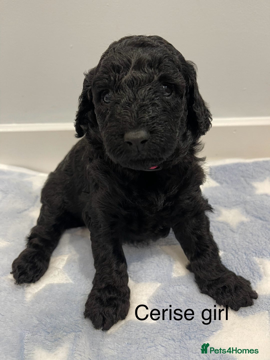 Cockapoo dogs for sale: Stunning F2 Cockapoo puppies fully DNA tested  - Image 20