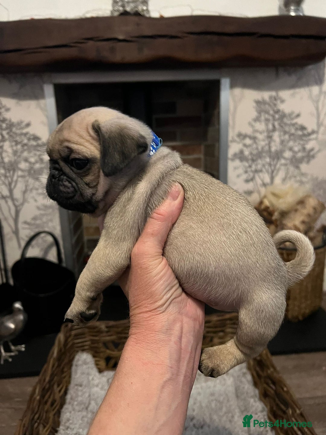 Pug dogs for sale:  Stunning Pug Puppies - Image 3