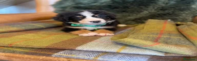 Bernese Mountain Dog 1