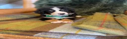 Bernese Mountain Dog dogs for sale: Stunning puppies! - Advert 12