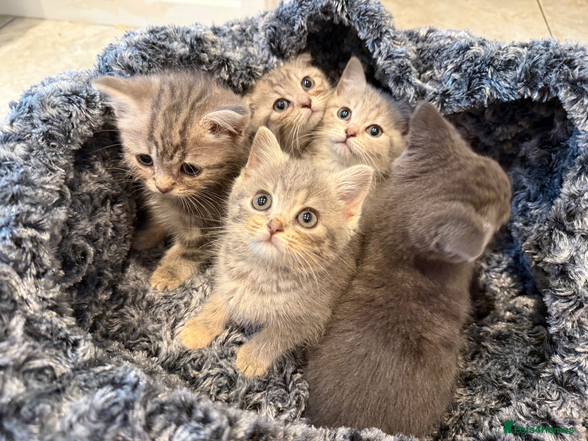 Scottish Fold cats Scotish fold cross Scottish straight adorable🥰 😻 - Advert 1