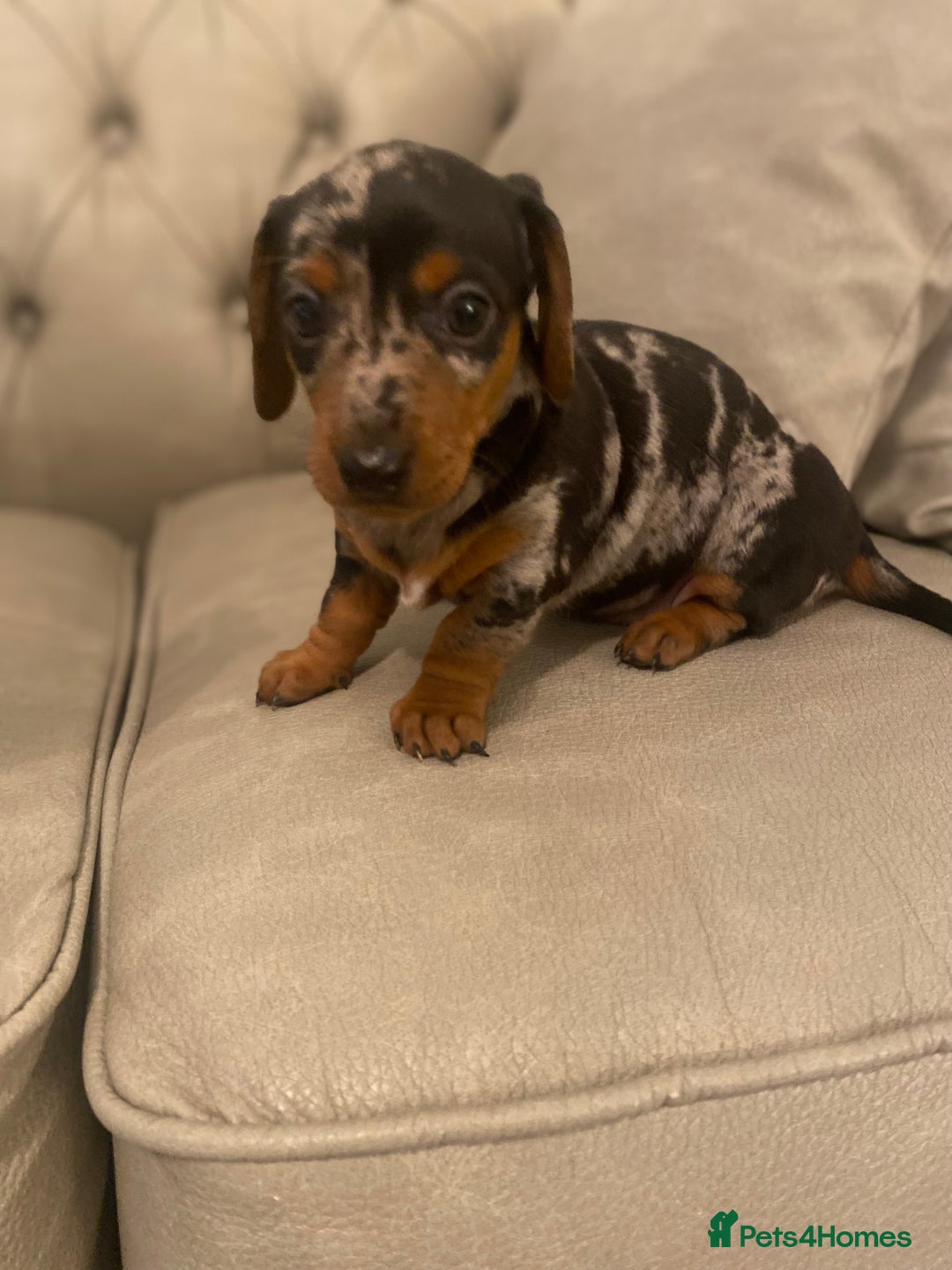 Miniature Dachshund dogs for sale: Miniture dachshund puppies  - Advert 16