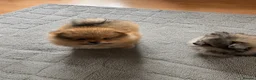 Pomeranian dogs for sale: Gorgeous Orange Sable Male Pomeranian Puppy  - Advert 4