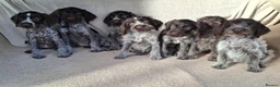 German Wirehaired Pointer dogs for sale: German wirehair pointer pups.  - Advert 9
