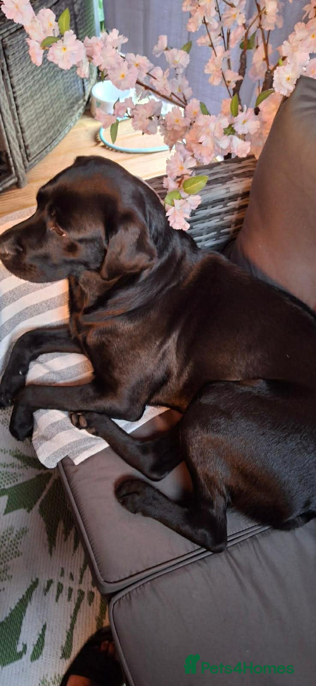 Labrador Retriever dogs for sale: Beautiful Labrador puppies for sale🥰 - Advert 3