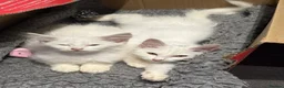 Mixed Breed cats for sale: Brother and sister - possible Turkish Angora.  in Boston - Advert 9