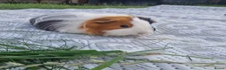 Guinea Pig rodents for sale: Bonded beautiful boys in Barnsley - Advert 3