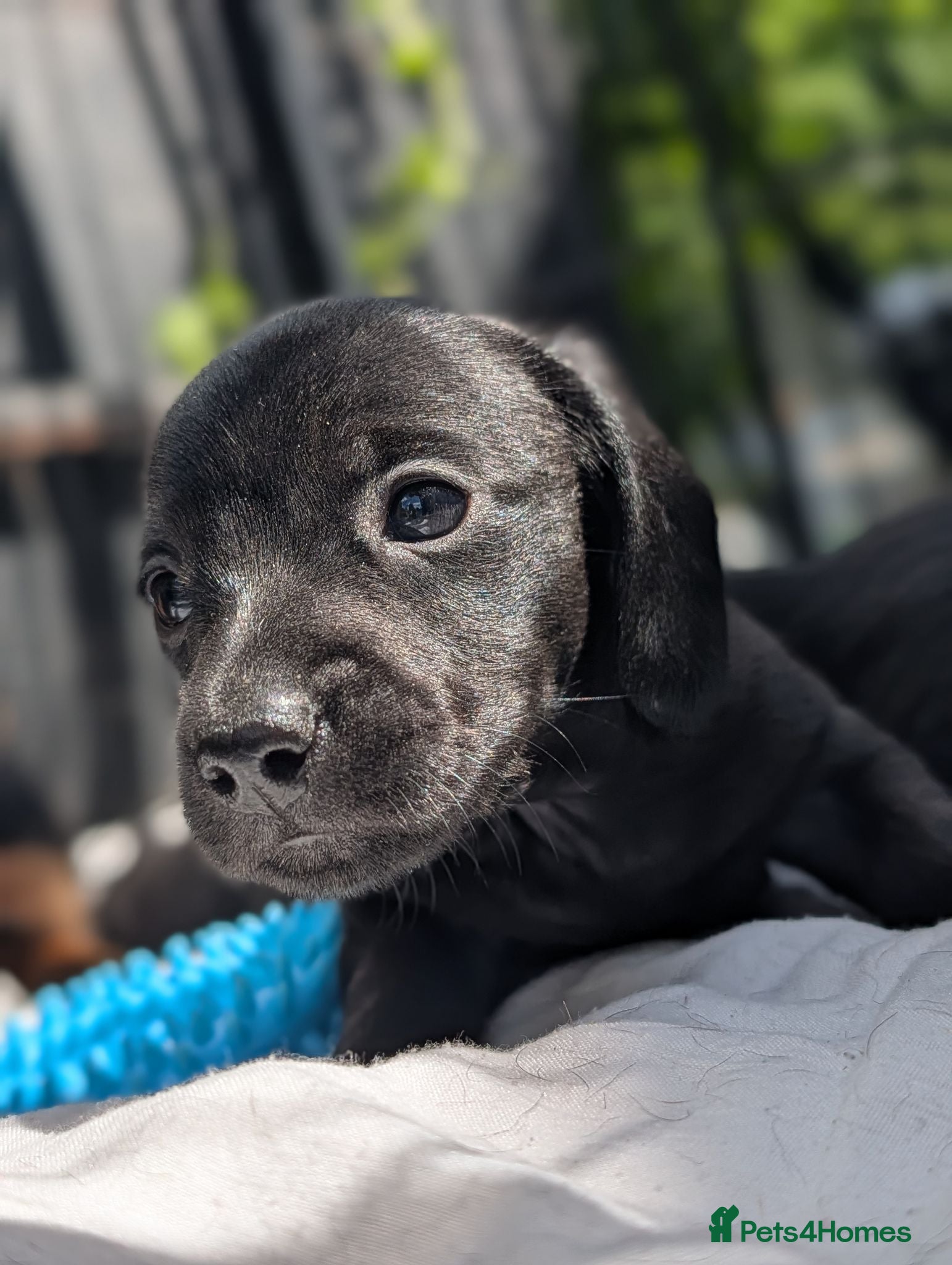 Miniature Dachshund dogs SOLID BLACK MINI DACHSHUNDS - Advert 17