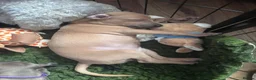 Italian Greyhound dogs for sale: 🐾 KC Registered Italian Greyhound Puppies 🐾 - Advert 14