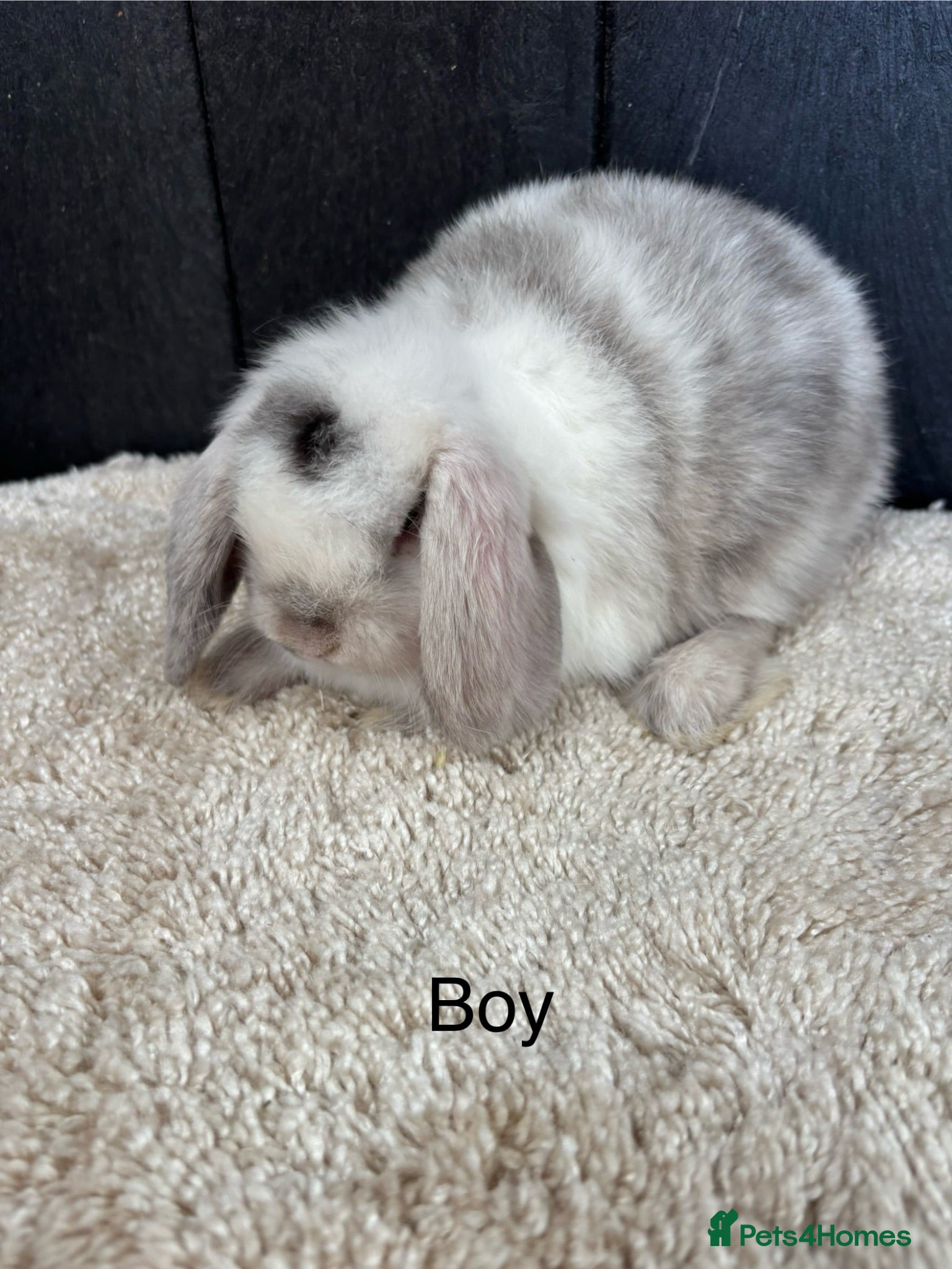Mini Lop rabbits Stunning bunnies  - Advert 5