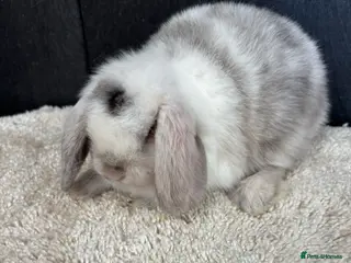 Mini Lop rabbits Stunning bunnies - Advert 5
