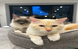Ragdoll cats for sale: Tortie Lynx Flame Lynx pedigree Ragdolls - Image 8