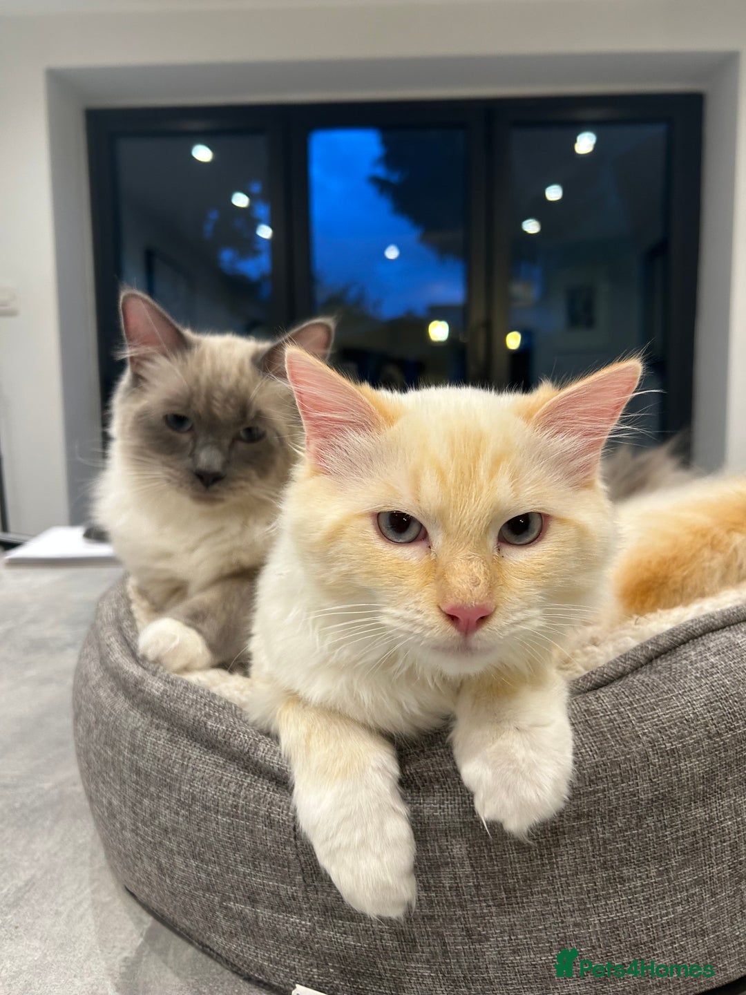 Ragdoll cats for sale: Tortie Lynx Flame Lynx pedigree Ragdolls - Image 8