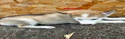Siberian Husky dogs for sale: 4 boys siberian husky puppies available  - Advert 2