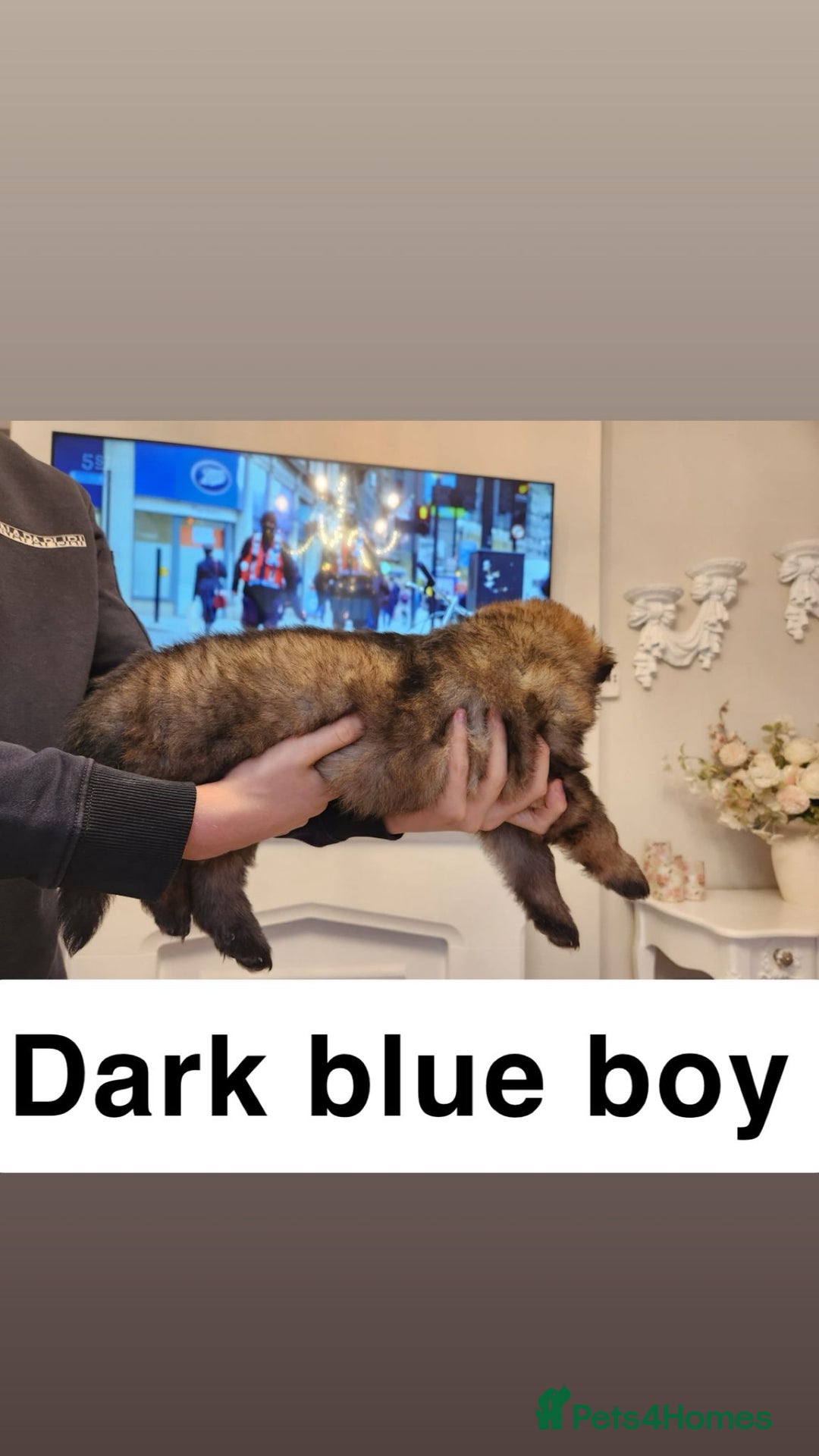 German Shepherd dogs for sale: Medium haired German shepherd pups  - Advert 12