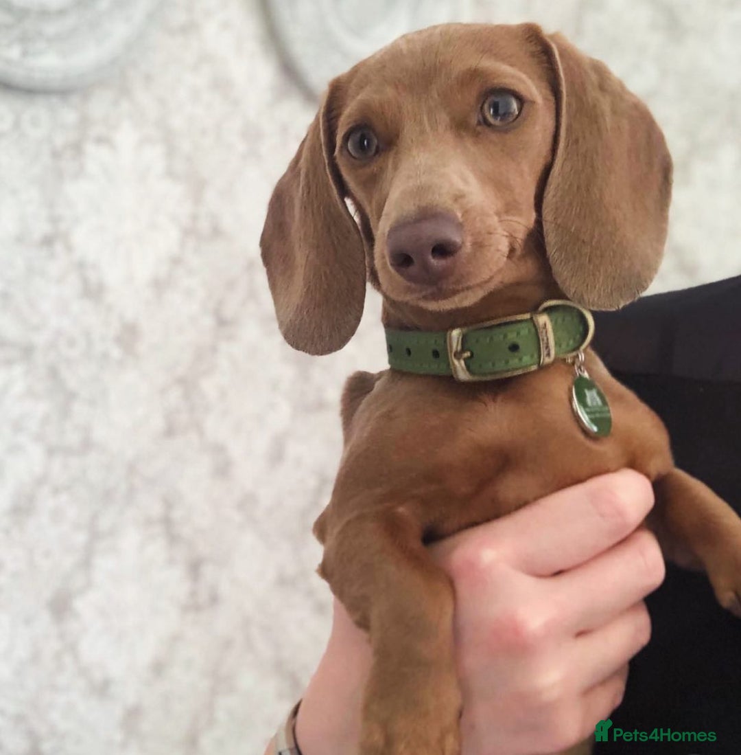 Miniature Dachshund dogs for sale: ✨ REDUCED! 3 OUTSTANDING QUALITY KC PUPS  ✨ - Image 14