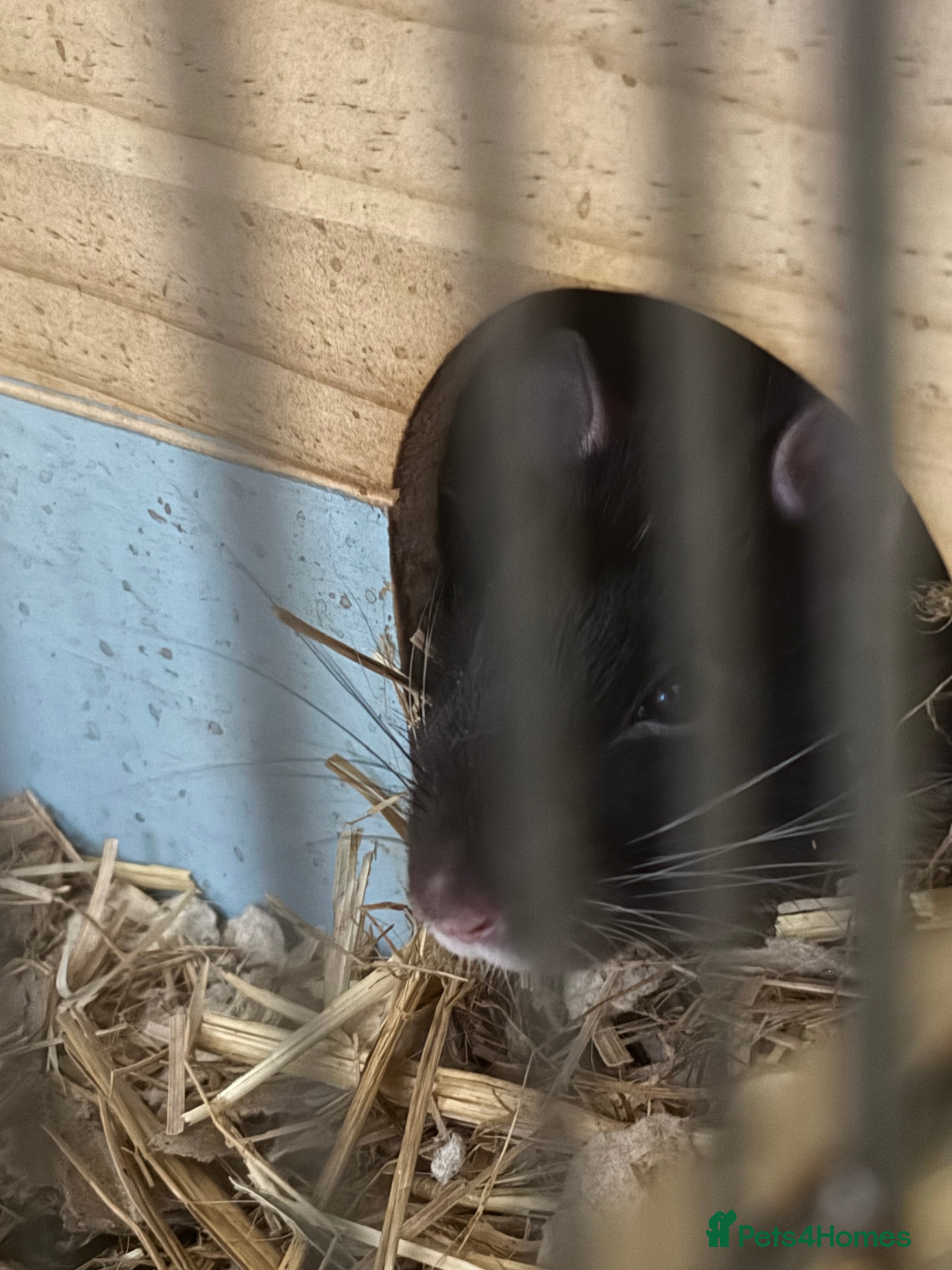 Rat rodents Help needed - Advert 2