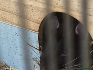 Rat rodents Help needed - Advert 1