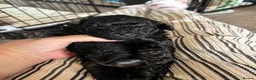 Cavapoo dogs for sale: Outstanding Cavapoo puppies - Advert 11