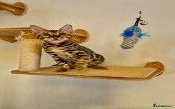 Bengal cats for sale: TICA registered bengal cats.Only 1 BoyLEFT !!!🎀❤️ in Northampton - Image 26