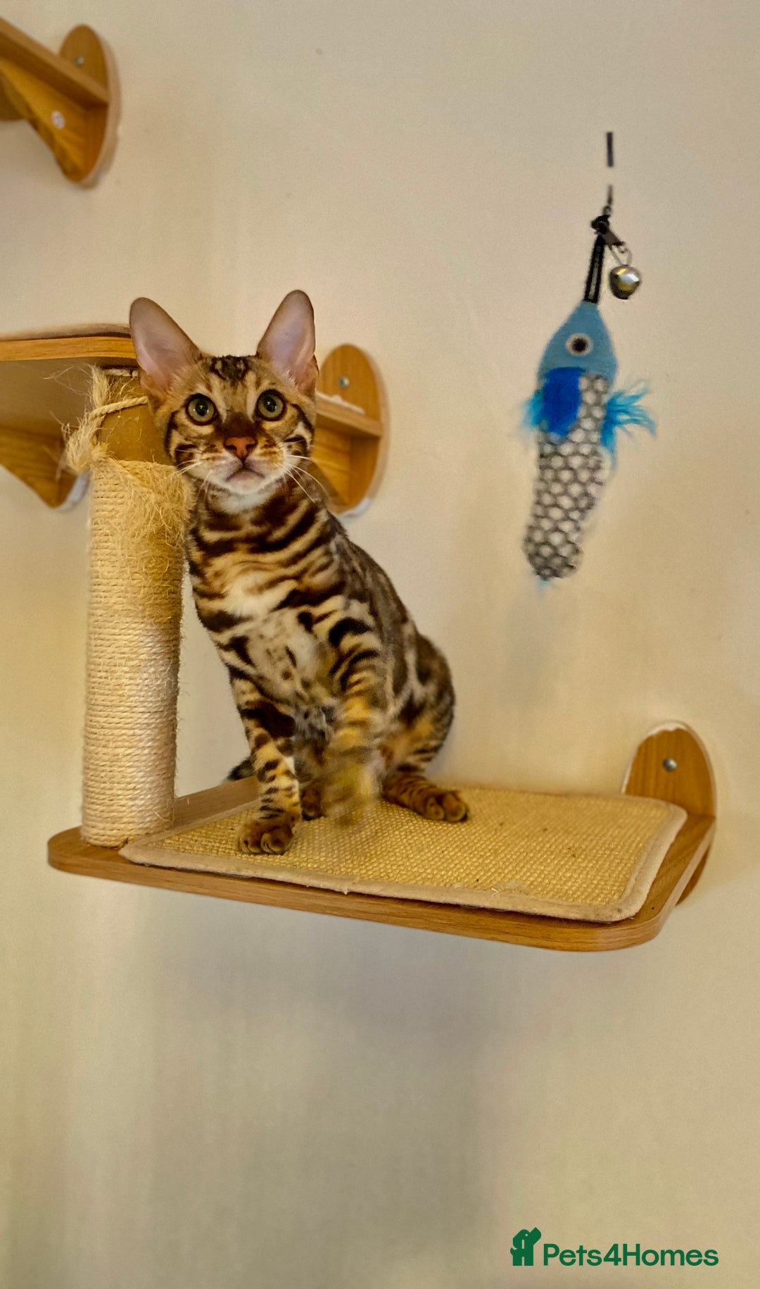 Bengal cats for sale: TICA registered bengal cats.Only 1 BoyLEFT !!!🎀❤️ in Northampton - Image 26