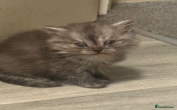 Perdoll cats for sale: Beautiful perdoll babies - Image 18