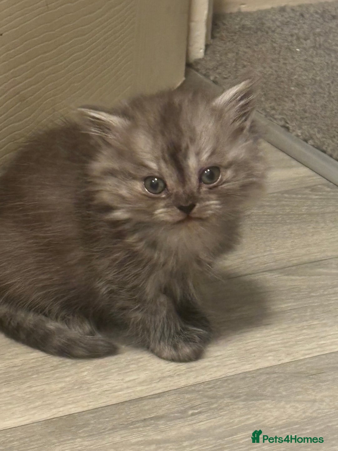 Perdoll cats for sale: Beautiful perdoll babies - Image 18