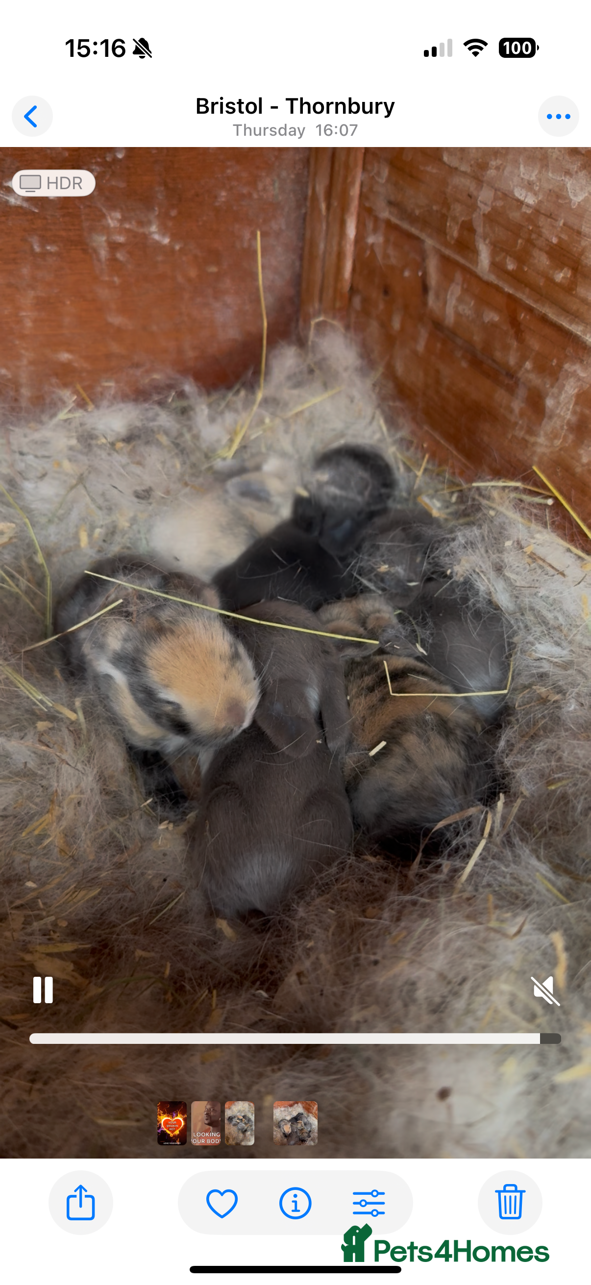 Dwarf Lop rabbits 6 beautiful bunnies for sale  - Advert 1