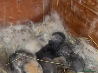 Dwarf Lop rabbits 6 beautiful bunnies for sale - Advert 1