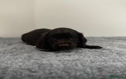 Cocker Spaniel dogs for sale: 4 beautiful cocker spaniel pups for sale - Image 13