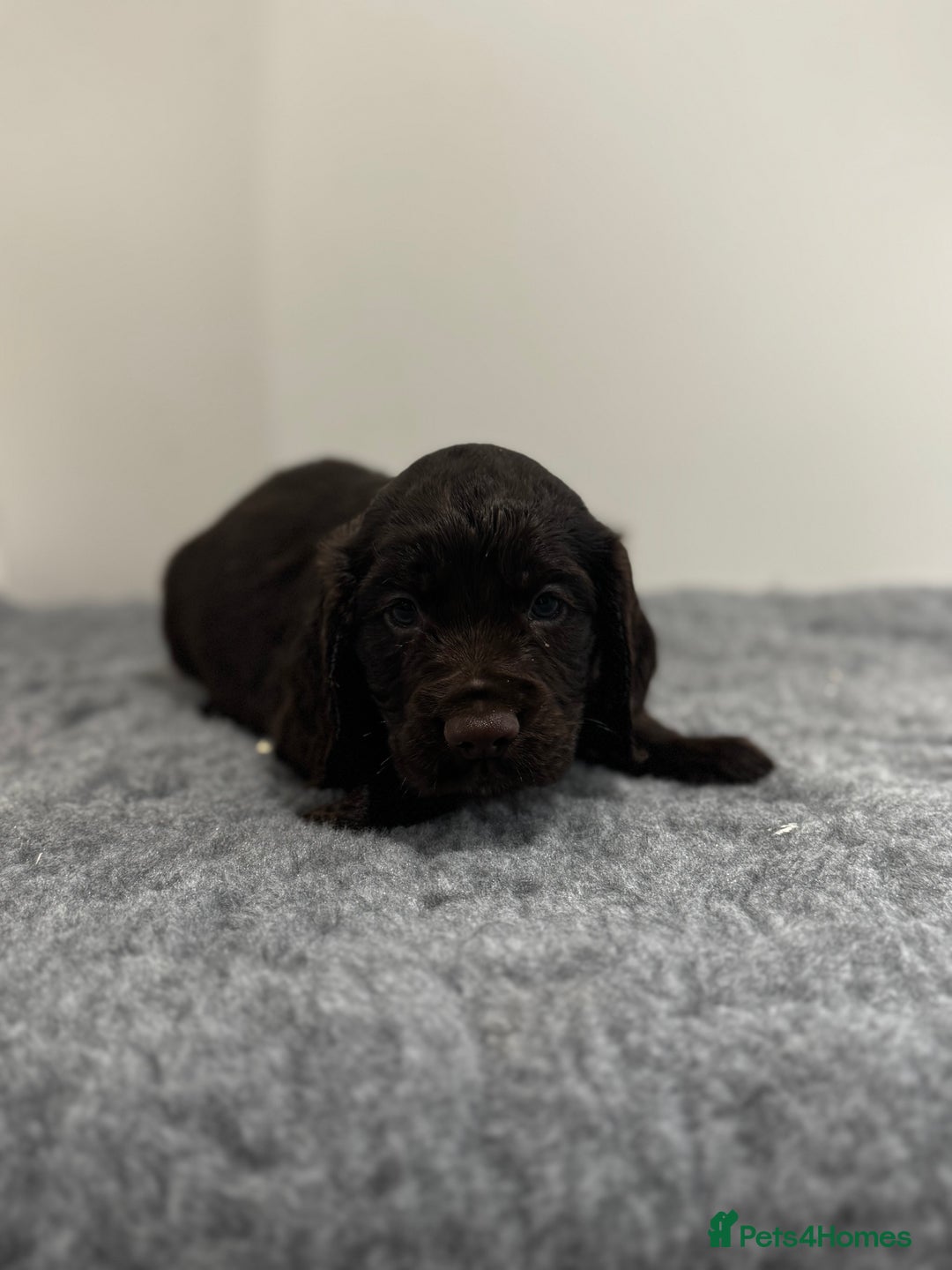 Cocker Spaniel dogs for sale: 4 beautiful cocker spaniel pups for sale - Image 13