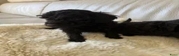 Cockapoo dogs for sale: Cockapoo f2 puppies  - Advert 10