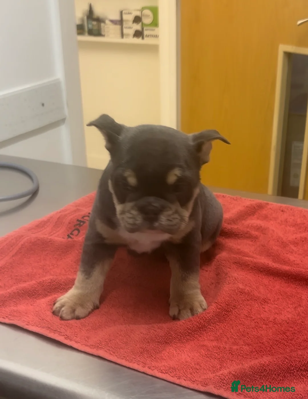 English Bulldog dogs for sale: English bulldog puppies  - Advert 3