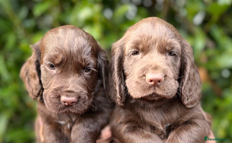 Cocker Spaniel dogs - Advert 16